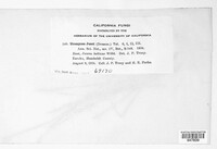 Uromyces junci image